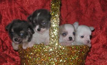 Чихуахуа замечательные щенки Москва