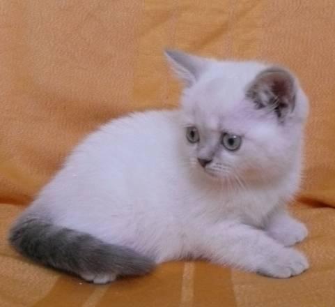 Кошечка (лиловый линкс) от элитных производителей Санкт-Петербург