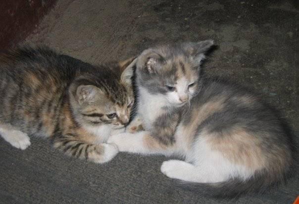 Котята Санкт-Петербург