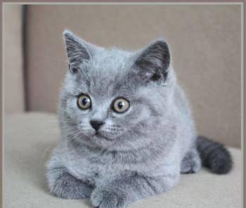 Выставка котят ВВЦ пав N 64 Москва