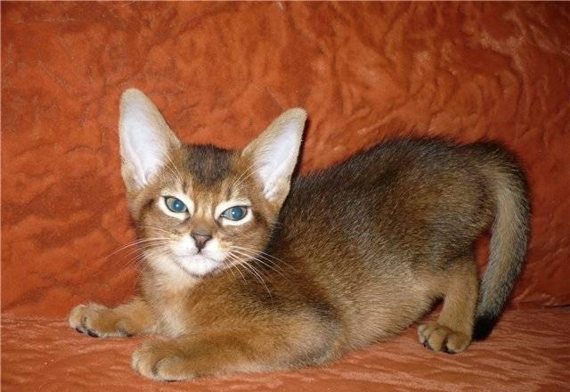Абиссинские котята (дикого окраса) Москва