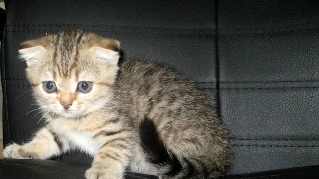 Минитигрята-шотландские котята Москва