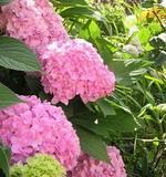 Гортензия садовая Подольск