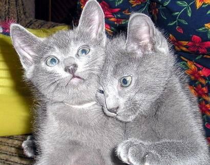 Котята Санкт-Петербург