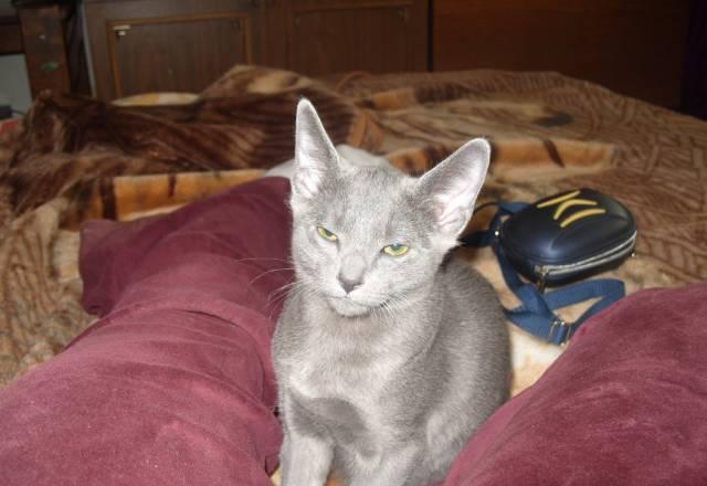 Котята-русская голубая Санкт-Петербург