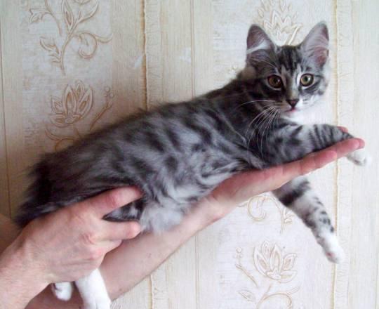 Недорого в связи с отъездом Нижний Новгород