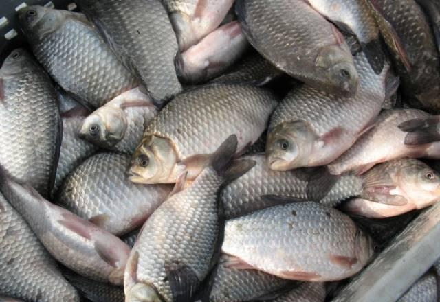 Загордн.отдых на Онеге в  Ленинградск.области Санкт-Петербург