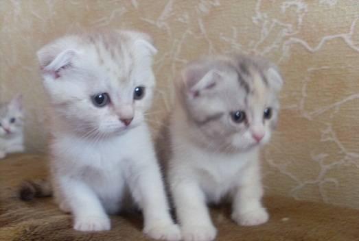 Шотландские котята 2мессеребро,3х цветные Москва