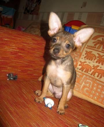 Щенок той терьера Москва