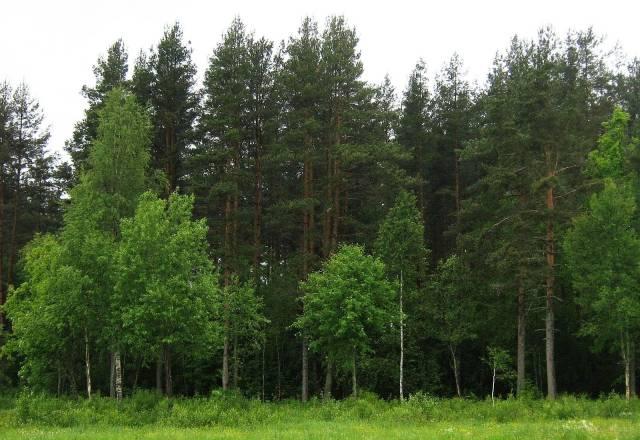 Земельный участок в Сиверском Сиверский