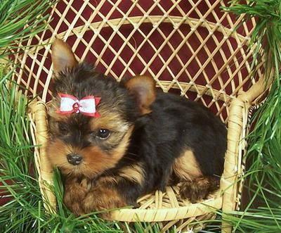 Tested yorksire puppies for sale Арзамас