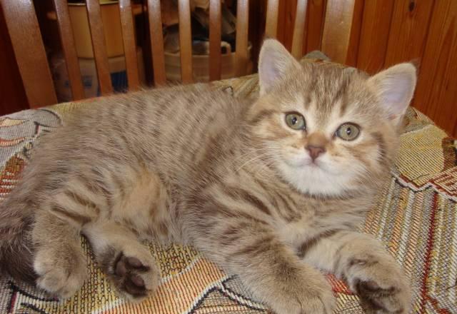 Котик 1,5 мес. мальчик Ростов-на-Дону