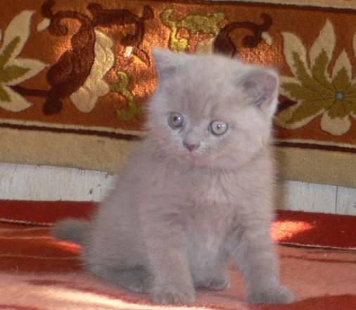 Котята британской короткошерстной Санкт-Петербург