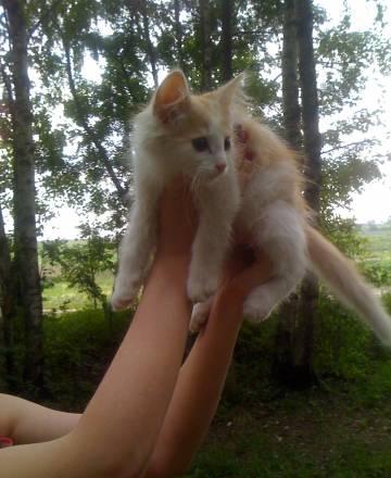 Котёнок Москва