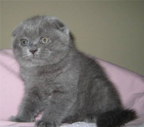 Плюшевые Британские, Шотландские вислоухие  котята Москва