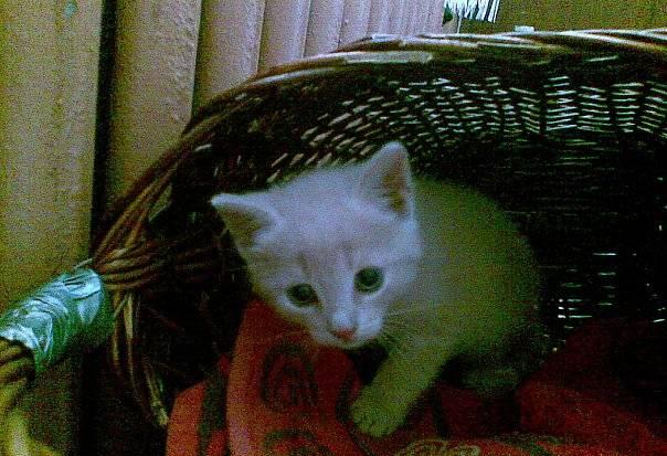 Котенок Санкт-Петербург