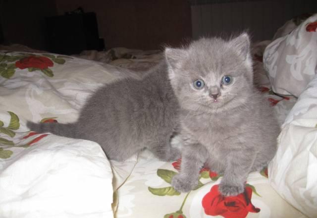 Британские котята Лиски