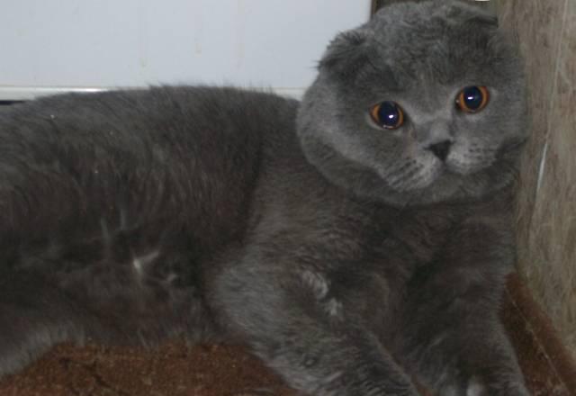 Вязка . Голубой шотландский вислоухий кот Москва