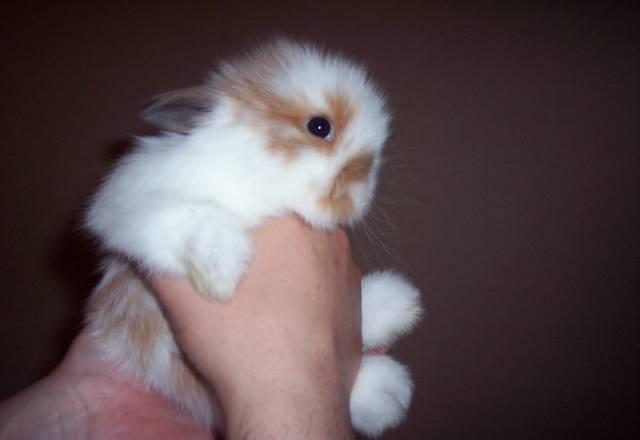 Кролик Москва