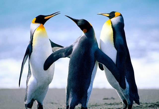 Мастер обработки цифровых изображений Новосибирск