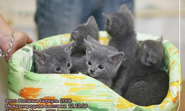 Котята русской голубой Санкт-Петербург
