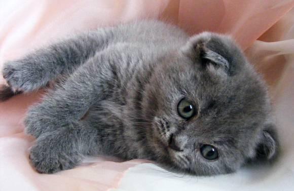 Скоттиш фолд, клубный мальчик Санкт-Петербург