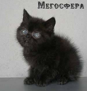 Черная плюшевая экзотка недорого Москва