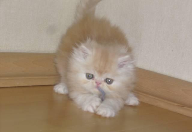 Персидские котята Нижний Тагил