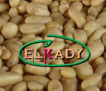 Картофель из Египта (Potatoes from Egypt) Москва