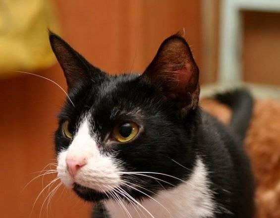 Котик Сладкий Перчик ищет хозяев Санкт-Петербург