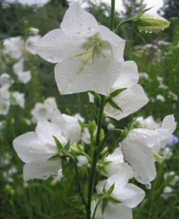 Садовые многолетники Санкт-Петербург