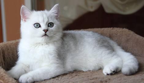 Британские котята (серебристая шиншилла) Москва