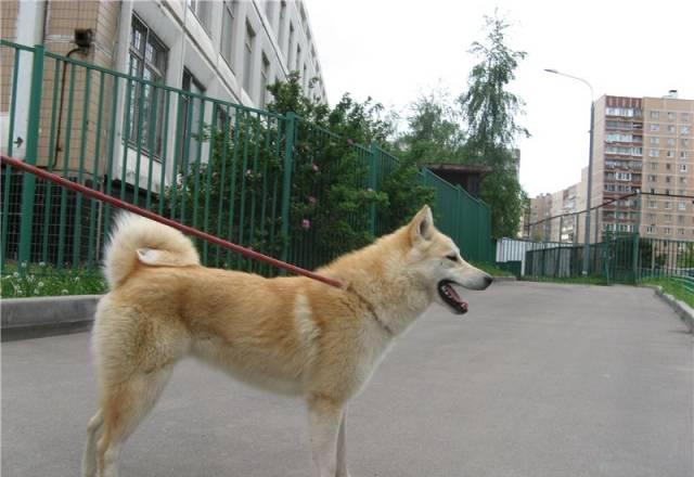 Отдается в добрые руки западно-сибирская лайка Москва