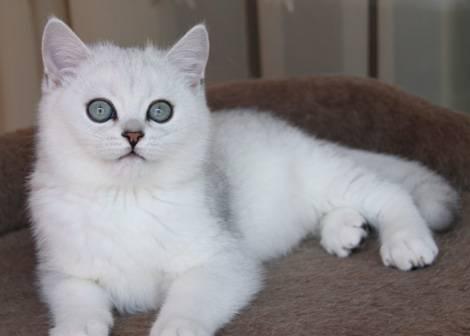 Котята британские (серебристая шиншилла) Владивосток