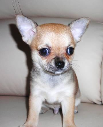Чихуахуа  гш  дш  мальчики  курносые  РКФ Москва