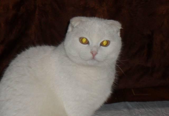 Шотландская вислоухая кошка Москва