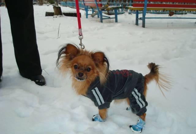 Той-терьер Нижний Новгород