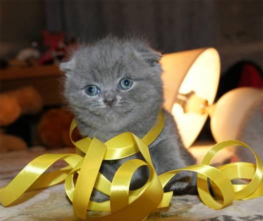 Вислоухий котенок, девочка, 1 месяц Москва