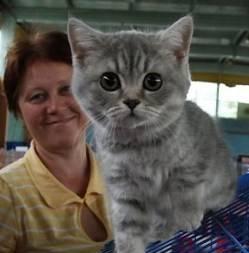 Британские котята Краснодар