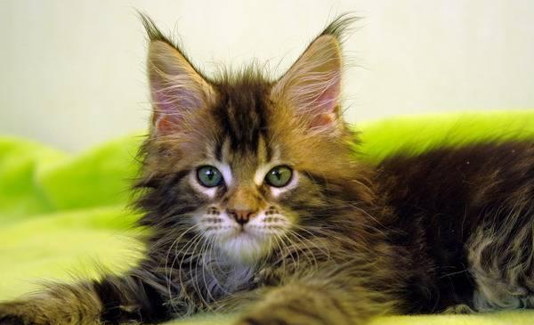 Котенок мейн-кун Санкт-Петербург