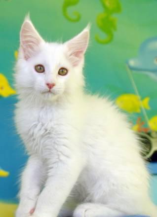 Белоснежный котенок мейн-кун Санкт-Петербург