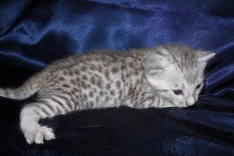 Бенгальские котята Москва