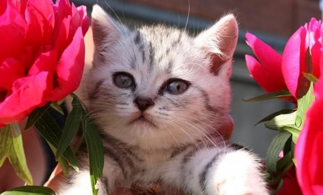 Котик - черный мрамор  на серебре г. Ивантеевка Москва
