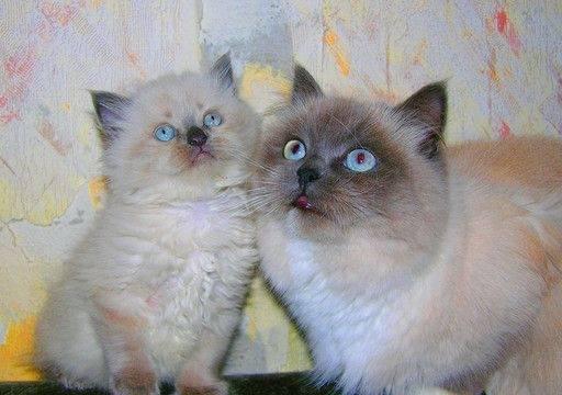 Котята  породы РЭГДОЛЛ (Кошка Кукла) Москва