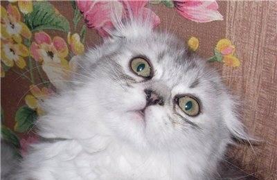 Шотландские котята фолд и страйт, д/ш и к/ш НЕ ДОРОГО Москва