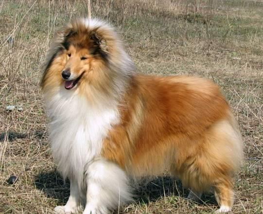 Колли , взролый кобель , 5 лет в дар Москва