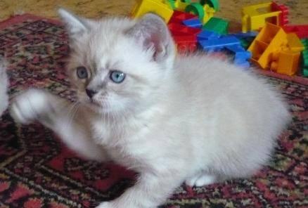 Шотландские котята редкого окраса Москва