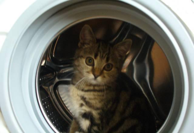 Котенок  кошечка  3 месяца Москва
