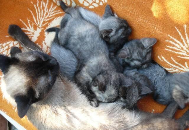 Котята Армавир