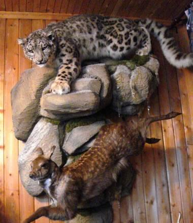 Композиция студии таксодермии Санкт-Петербург